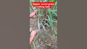 Napier grass farming