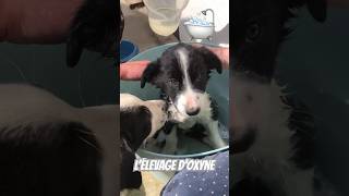 Bain des bébés chiens, des chiots tout propres 🥰 #lelevagedoxyne #bordercollie #puppy #shortvideo