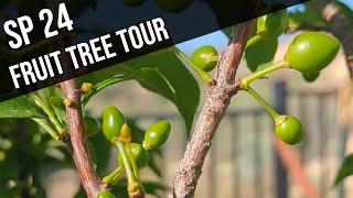 Spring Permaculture Orchard Tour 80+ varieties of fruit trees zone 8b Southern Utah desert.