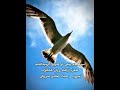 میرسیدم پیش تو شہپر اگرمیداشتم میرسیدم پیش تو شہپر اگرمیداشتم