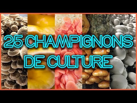 🍄 25 CHAMPIGNONS COMESTIBLES et MÉDICINAUX à CULTIVER