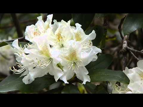 Video: Hybride Rhododendron (23 Foto's): Beskrywing Van Variëteite 