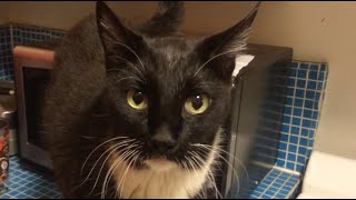 Amazing Cat You Won't Believe What He Does - Parry Gripp