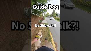 No sidewalk?! #guidedog #lowvision #accessibility #legallyblind #insta360 #dog #dogs #guidedogs No sidewalk?! #guidedog #lowvision #accessibility #legallyblind #insta360 #dog #dogs #guidedogs