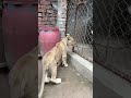 Dog and lion friendship😍❤️ #ytshorts #petlover #animals #animallife #petvlog #lion #lionking #lion
