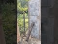 Colocação do portão camping Sadio Itanhaém litoral de São Paulo #evivaomato