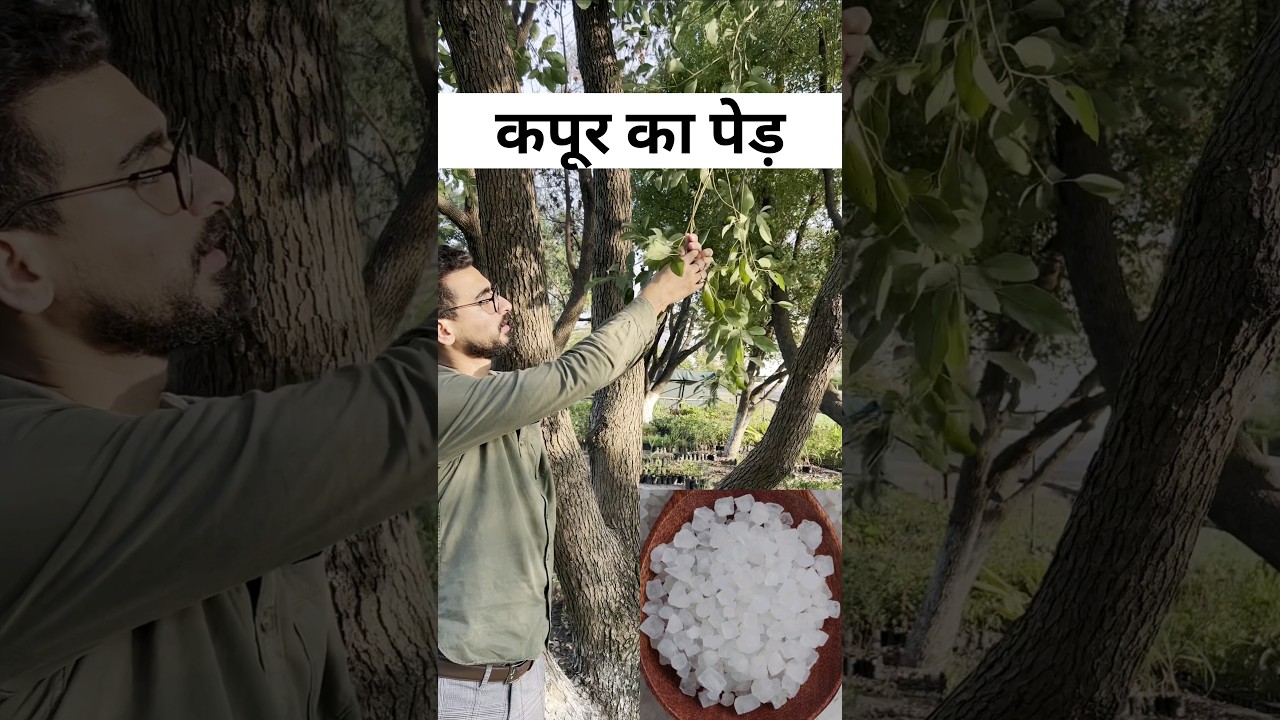 कपूर का पेड़ । Camphor tree | Camphor uses #कपूर कपूर के फायदे #horticulture #farmerlife