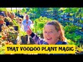 Searching for Aloes at Navarro’s Mixed Nursery 