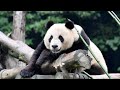 Live: Virtual encounter with giant pandas – Ep. 48