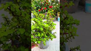 আকৃতি ও পাতার জন্য বেশ জনপ্রিয় এই গাছ ☘️নাম- জেড প্লান্ট ❣️#shorts  #garden #plants