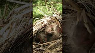 Baby Robins in a nest #birds #bird #wildlife #country #robin #viral #shortsfeed #shorts #amazing