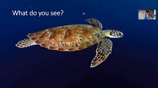 #WCMB2020 presentation Loggerhead sea turtles are meiofauna abundance and biodiversity hotspots