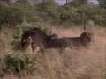 Lions against buffalo