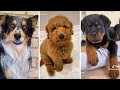 1 Hour of Funniest Dogs 😍 New Funny Dog Videos 🐾 (2023)