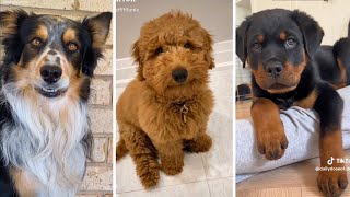 1 Hour of Funniest Dogs 😍 New Funny Dog Videos 🐾 (2023) by The Dog Squad 109,351 views 5 months ago 59 minutes