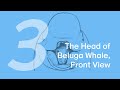 Hynix the Beluga Whale 3: Head, Front View | Learn to Marine Animals with ZHAO Chuang