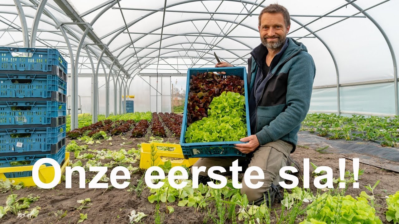 Eerste sla van onze eigen landbouwperceel in Katwijk | Kievitamines