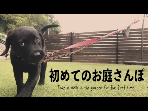 【子犬お庭デビュー】黒ラブのナラ、歩く姿にメロメロ…ついに地上に降り立った！［ラブラドールレトリバー］