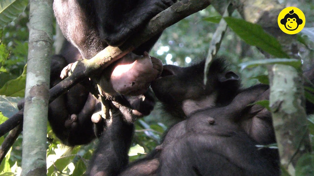 【Membersonly 16】Why do bonobos lick the genital areas? YouTube