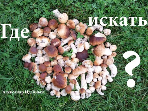Как и где растут белые грибы