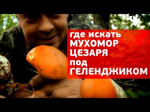 Цезарский гриб (мухомор цезаря) - вкусный гриб на Черном море (Геленджик) www.grib.tv