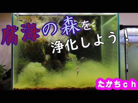 7 アオミドロ コケまみれの腐海の森が浄化されるまで 苔 Youtube 7 アオミドロ コケまみれの腐海の森が浄化されるまで 苔 Youtube