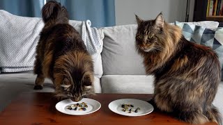 My Cats try Blueberries for The First Time | Norwegian Forest Cats