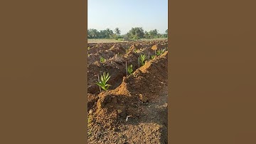 for areca plants v done 20mm drip irrigation     in hiriyur. thanks  for mr santhosh sir