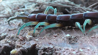Giant Centipede New Zealand.    #largecentipede. #nativecentipede
