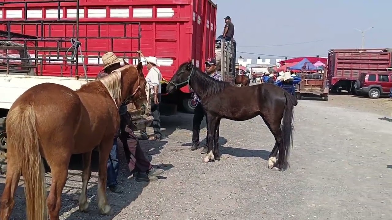 Un tianguis con la variedad de ganado estado de Morelos 