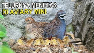 TELUR BURUNG PUYUH BATU MENETAS DI AVIARY MINI