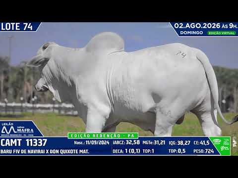 LOTE 74