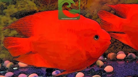 Cá Hồng Két - Cách nuôi cá hồng két khỏe mạnh lên màu đẹp - Hướng dẫn nuôi cá huyết anh vũ mau lớn