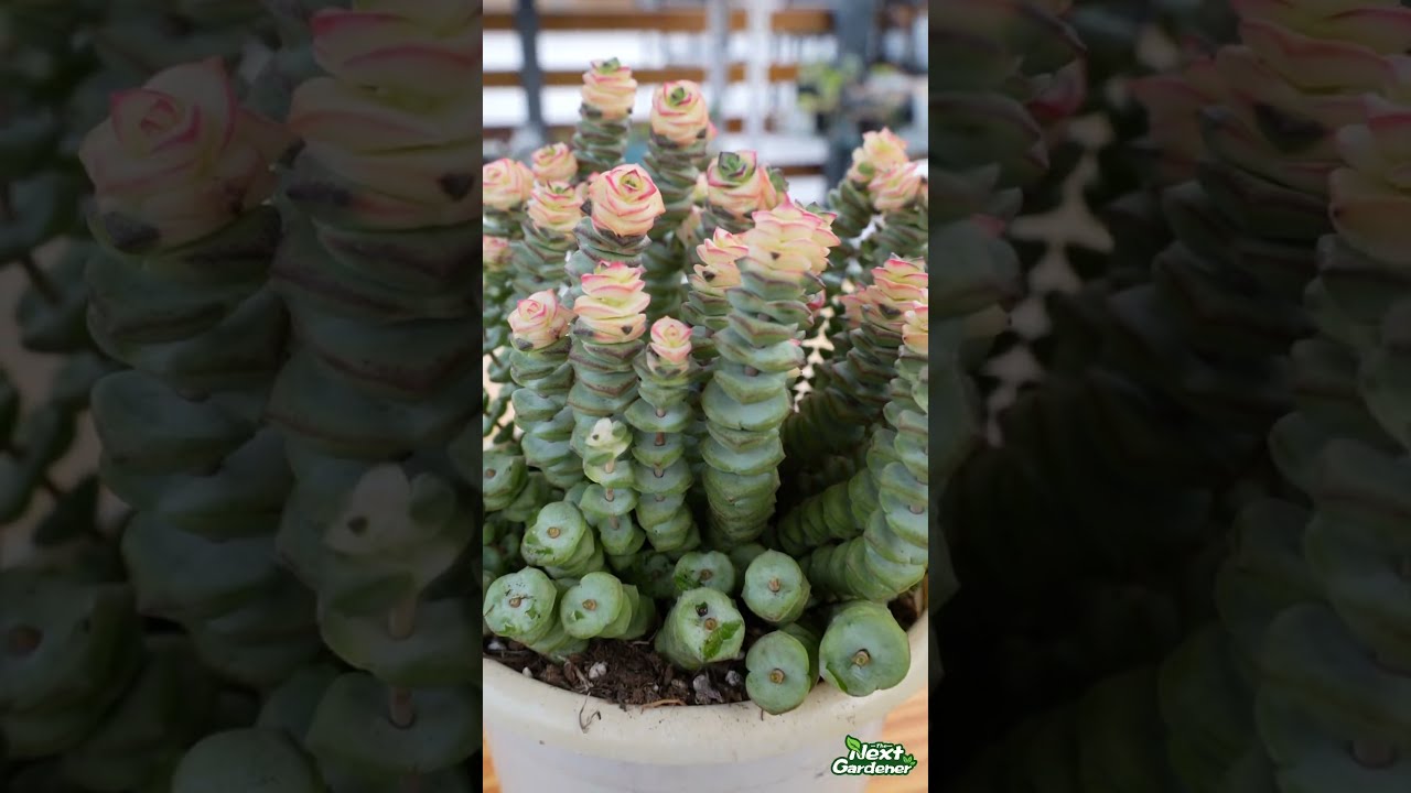 Crassula Baby Necklace Plant: A Beautiful and Low-Maintenance Succulent |  Succulents, Planting succulents, Propagating succulents
