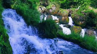 💦3 HOURS💦 Escape to a Peaceful Oasis: Calming Nature and Water Footage!Bird Song 🦜