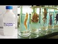 Neutral Buffered Formalin Quiz