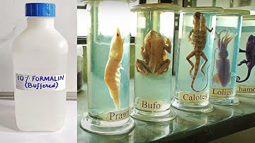 Neutral Buffered Formalin 10% NBF | Trump