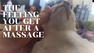 Massage the Kitteh