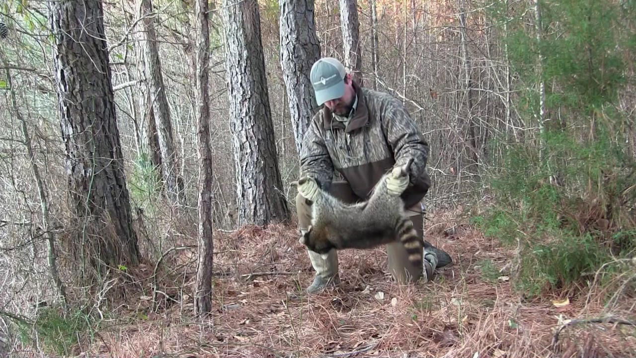 Predator Control Racoons Raccoon Trapping Nest Predator Management - YouTube