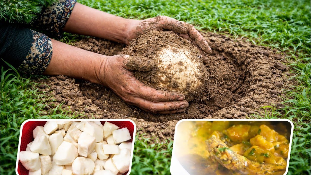 মাটির নিচের আলু,পুরোনো দিনের সেই খাঁটি স্বাদের ফিরে আসা 🥔✨ 