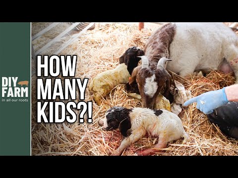 HUGE PREGNANT GOAT GIVES BIRTH - TWINS OR TRIPLETS?
