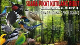 Kombinasi suara pikat kutilang ribut anti zonk |AMPUH