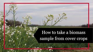 How to Take a Biomass Sample from Cover Crops