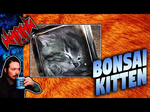 Bonsai Kitten - Tales From the Internet