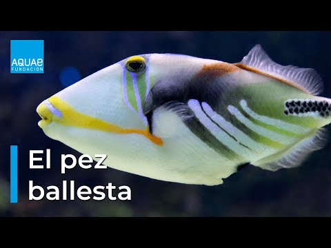 Video: ¿El pez ballesta tiene escamas?