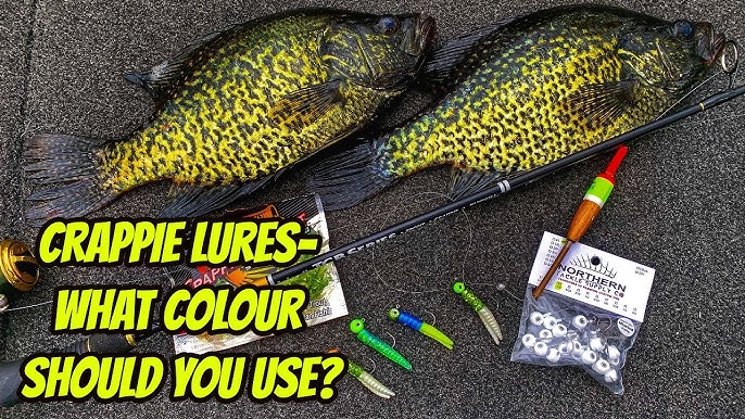 EASY WAY TO BIGGER CRAPPIE- King size your baits for slabs! 