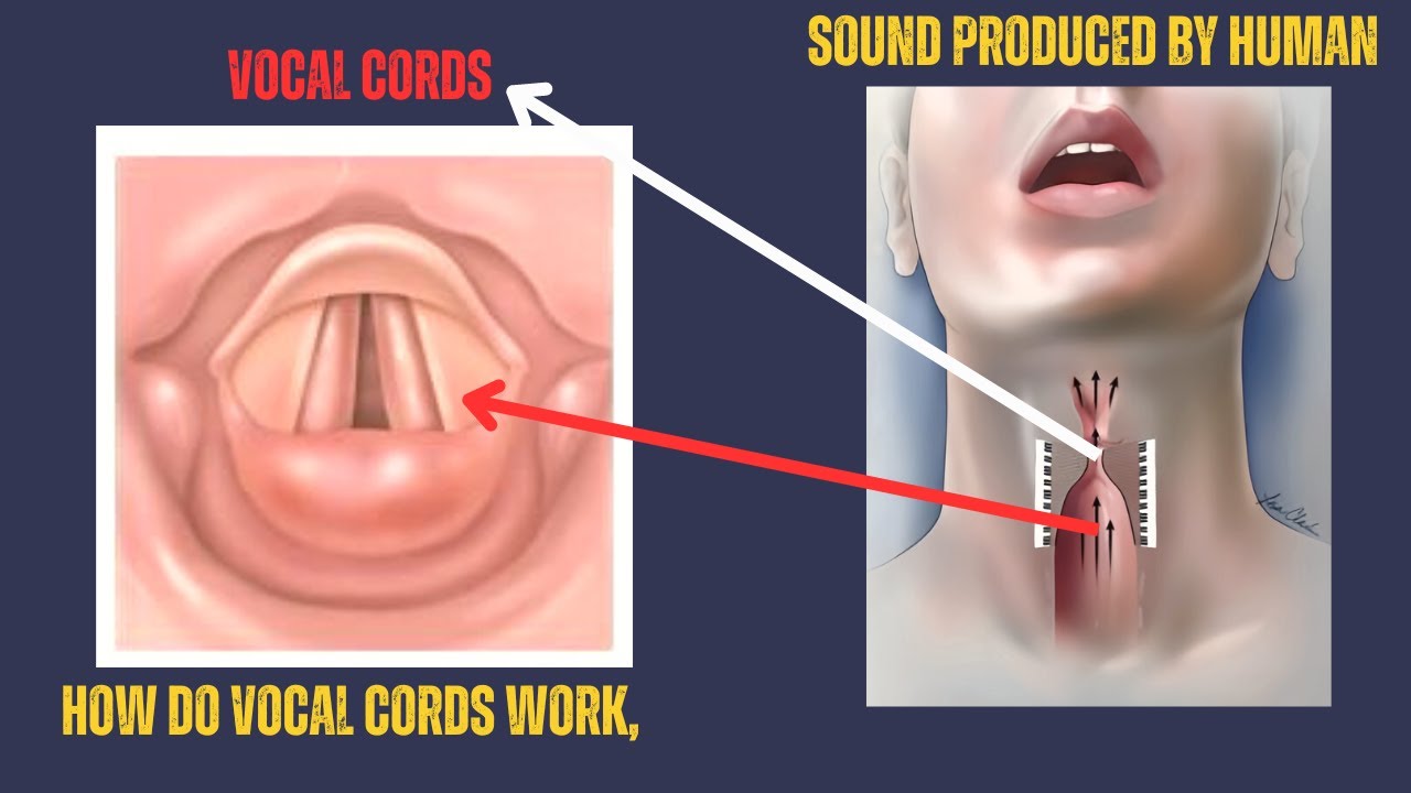How to pronounce vocal cords Sound Produced by Human How do Vocal