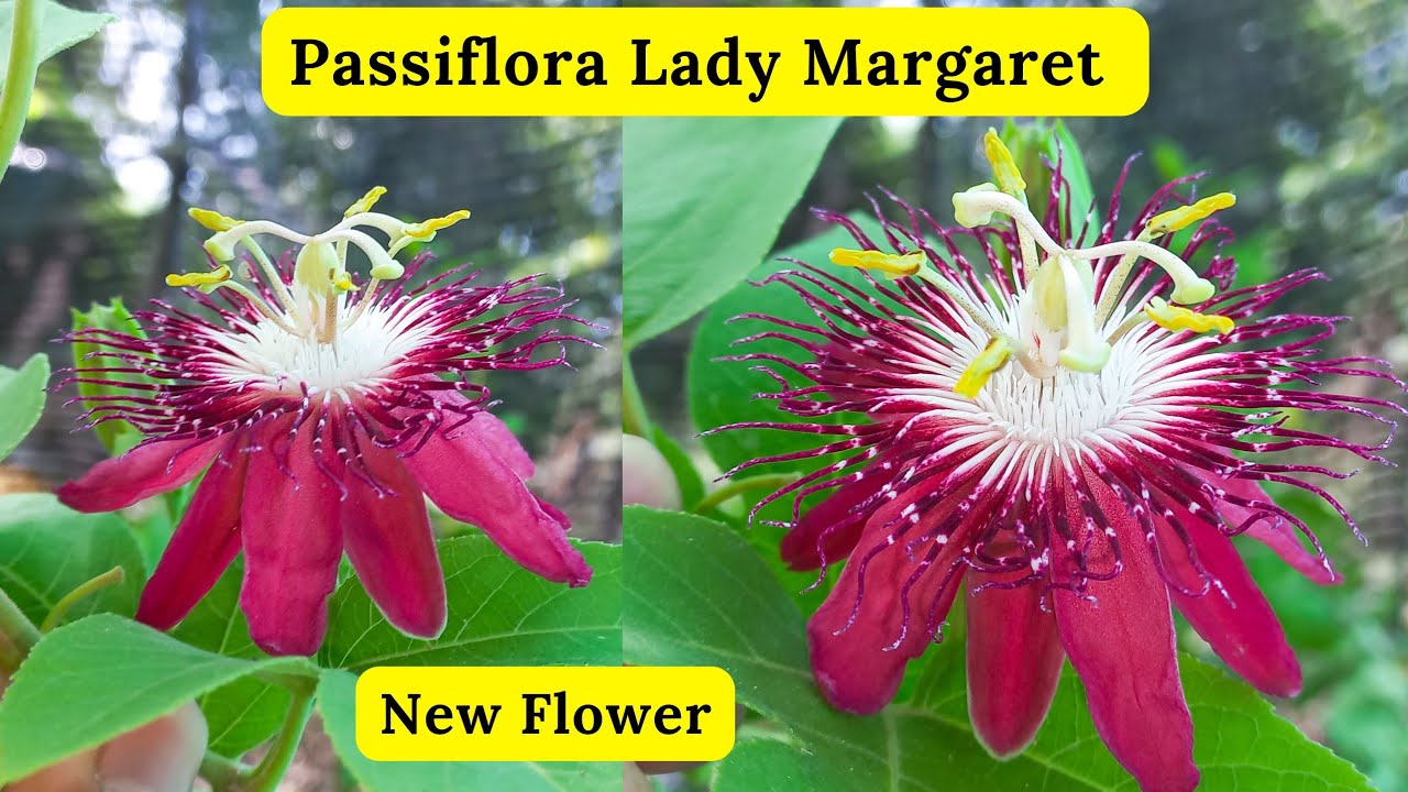 Passion Flower Lady Margaret Passiflora Passion Flower Passion Maxresdefault