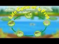 Life Cycle of a Frog Quiz