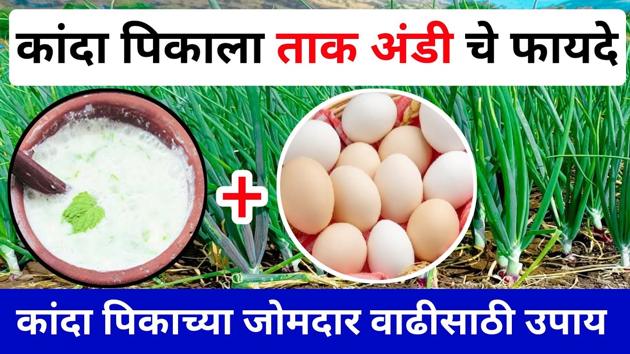 कांदा पिकाला ताक अंडी मुळे होणारे फायदे | Kanda tak andi fayde | कांदा जोमदार वाढीसाठी उपाय | कांदा